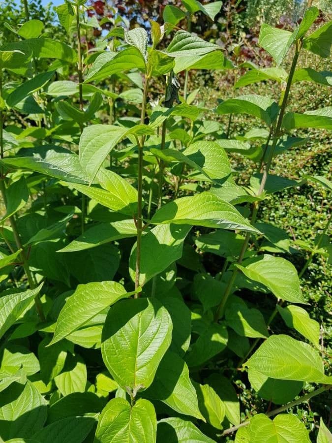 Svída výběžkatá 19