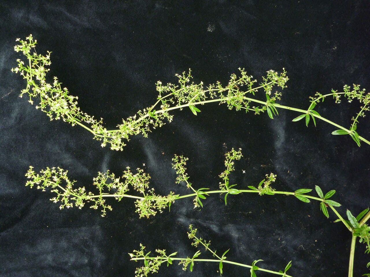 Galium asperifolium 2