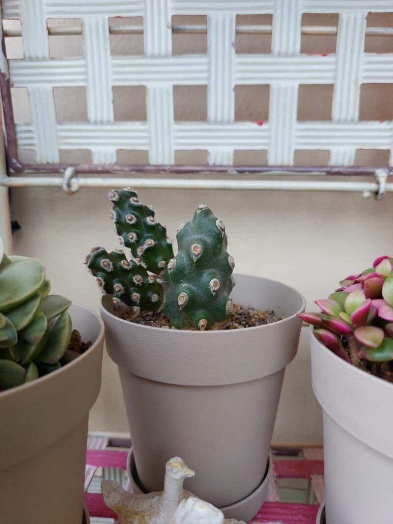 Tephrocactus 3