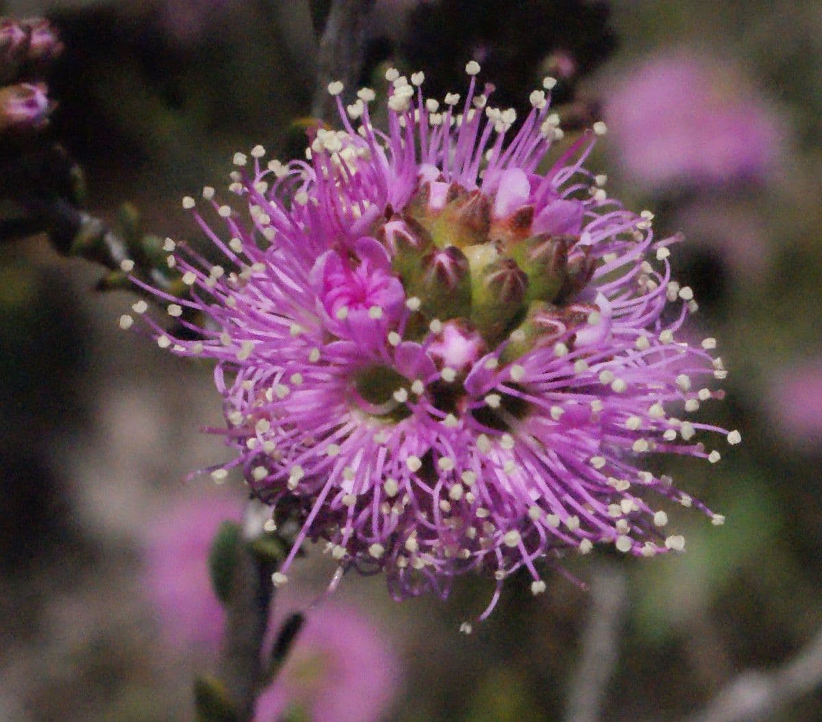 Kunzea
