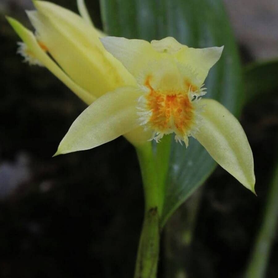 Sobralia