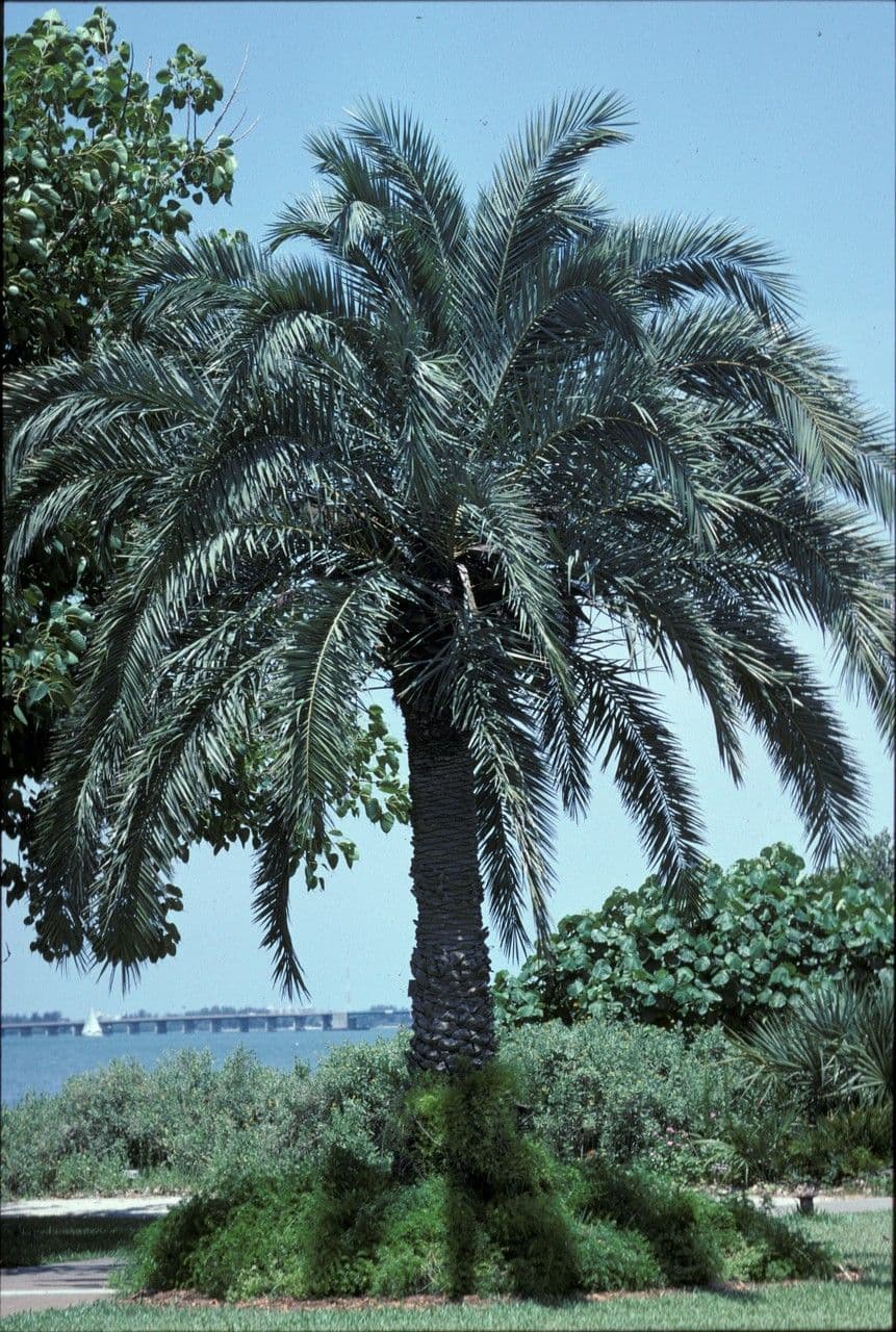 Palma da datteri selvatica 4