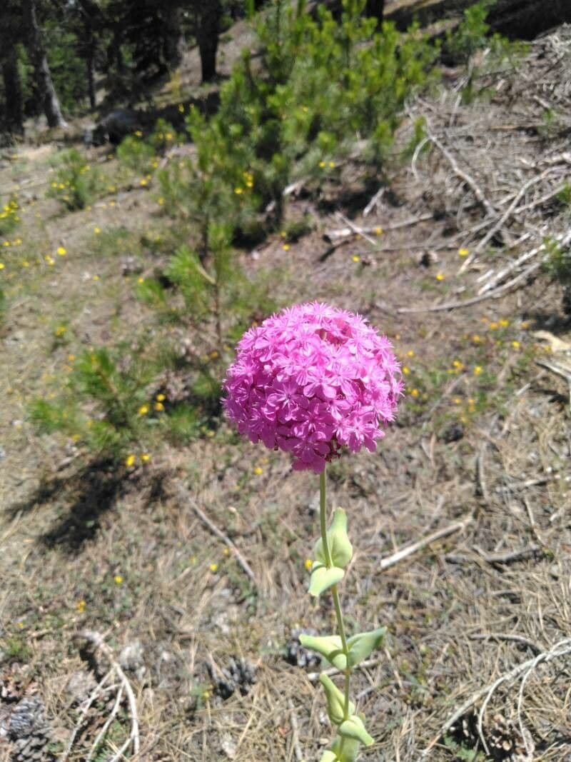 Atocion 4