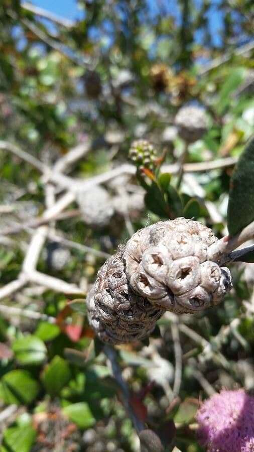 Melaleuca 26