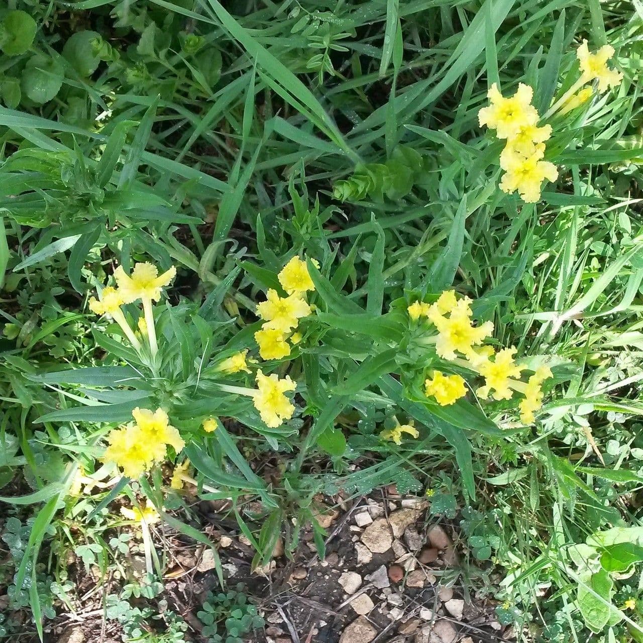 Lithospermum incisum 9