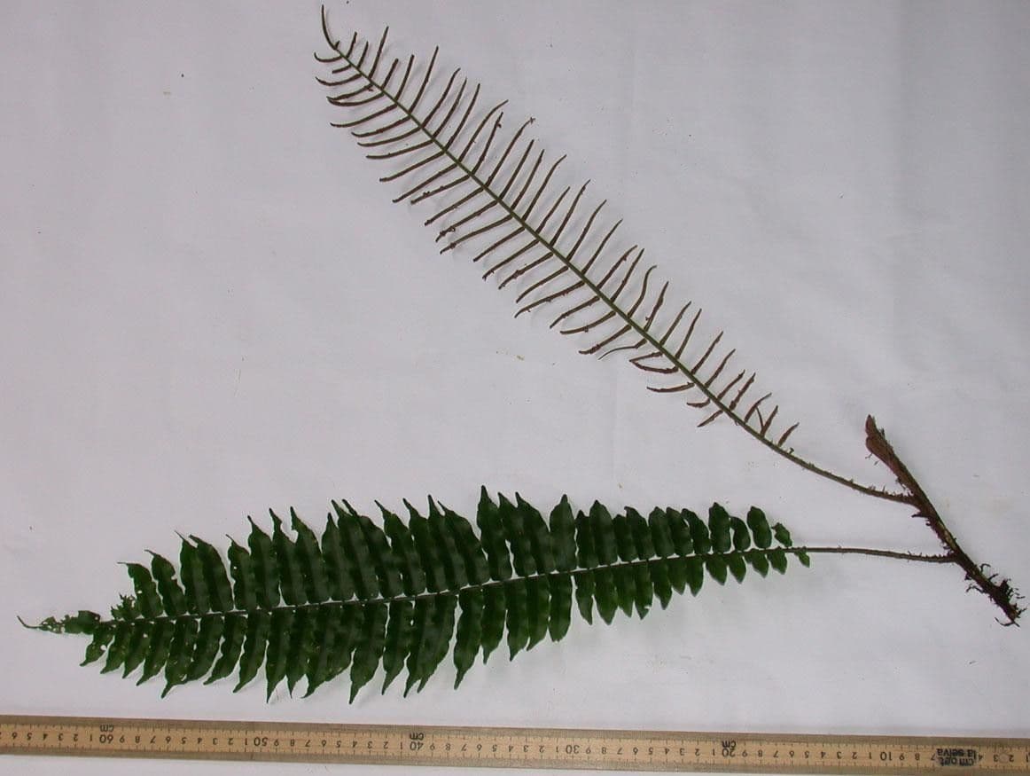 Lomariopsis 10
