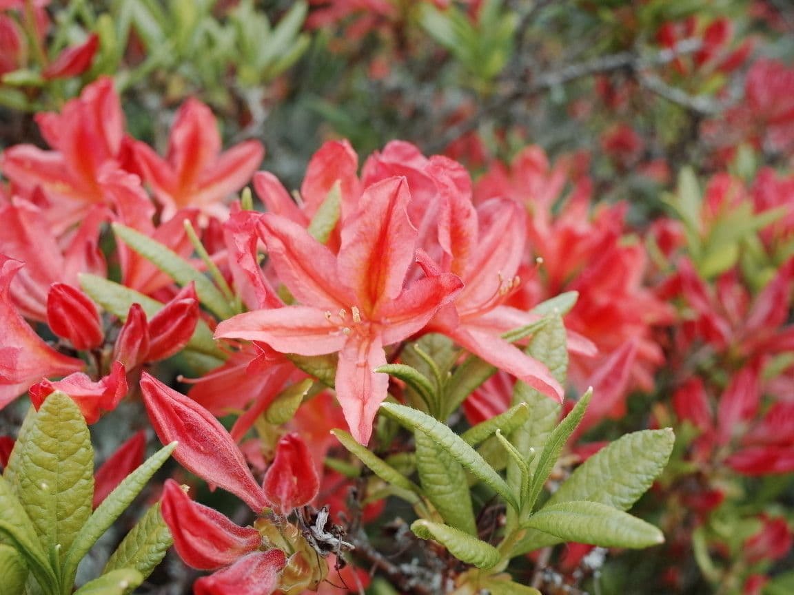 Azalea cinese 3