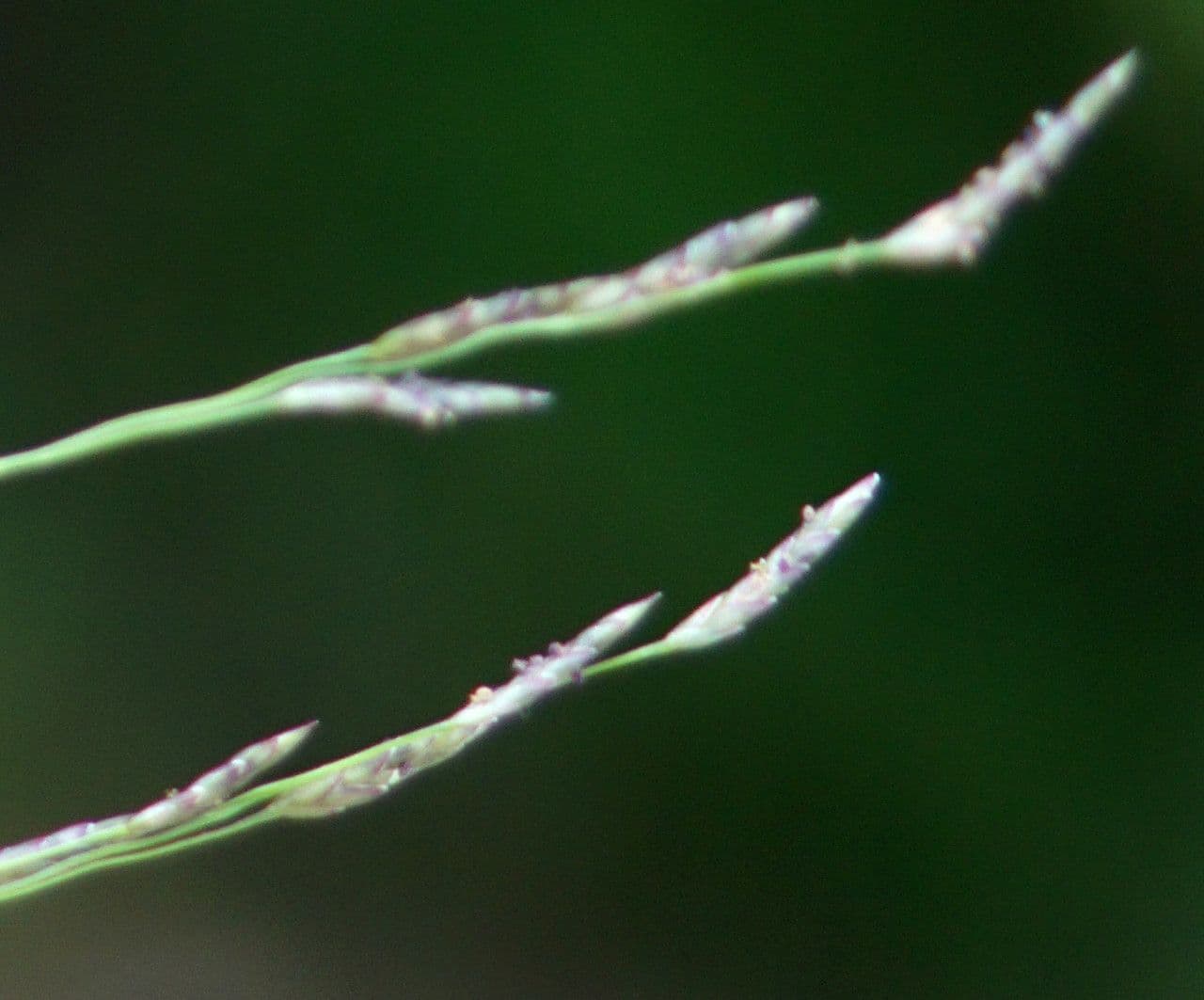 Eragrostis pectinacea 7