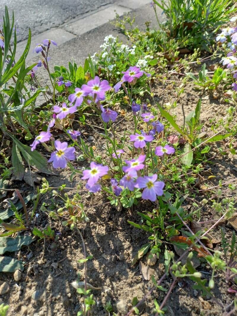 Malcolmia Marittima 9