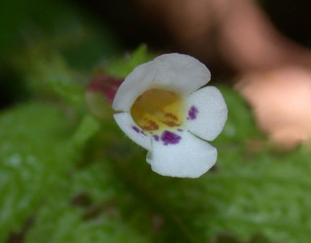 Diastema affine 3