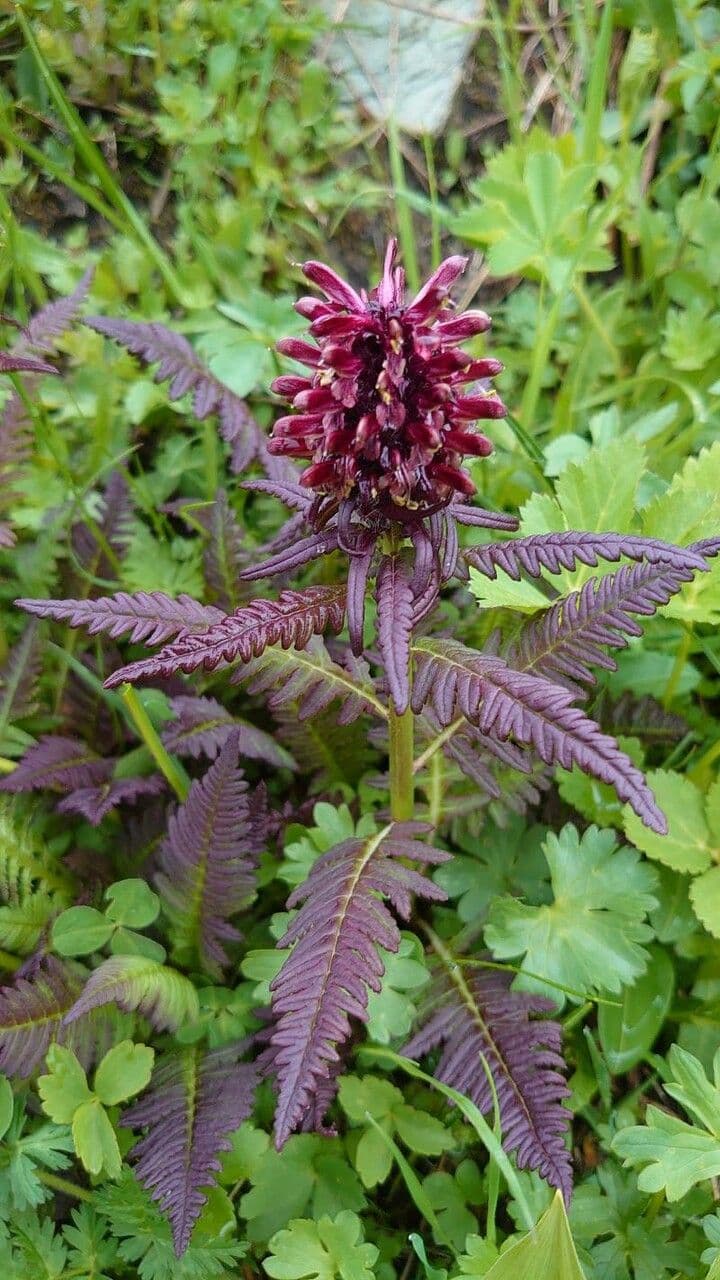 Pedicularis senza becco 16