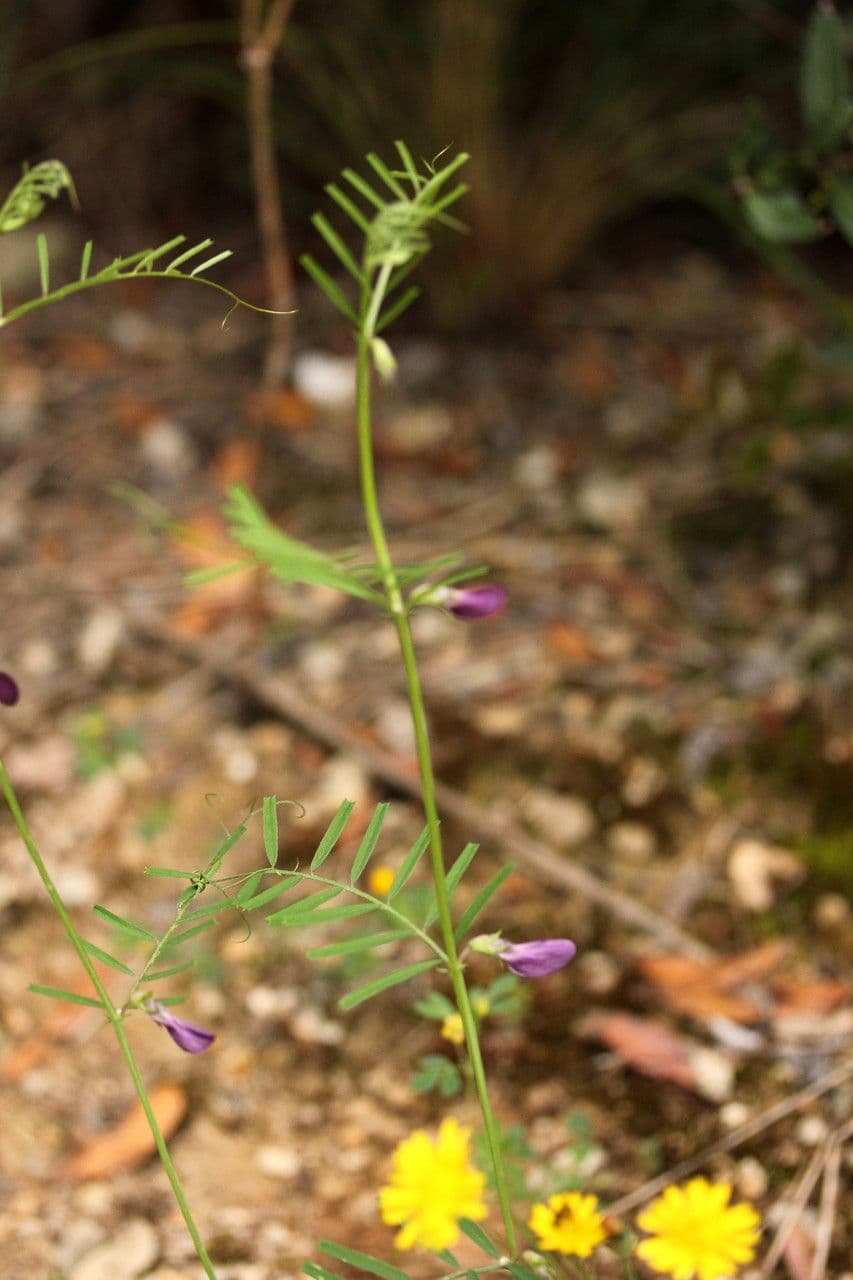 Vesce pèlerine 26