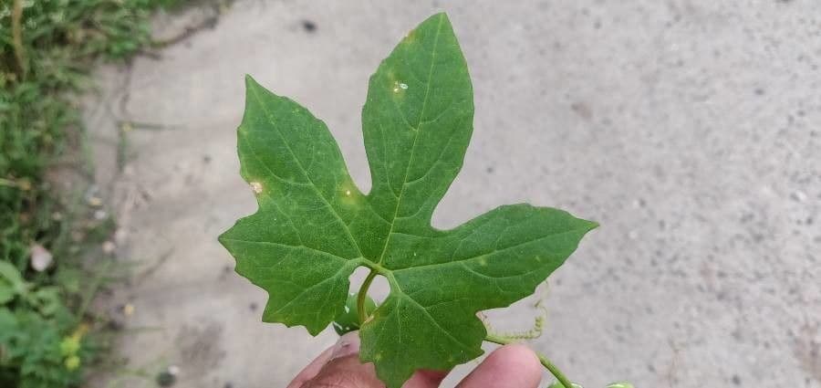 Diplocyclos palmatus 12
