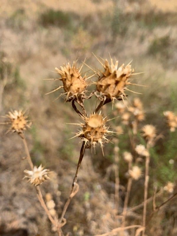 Centaurée de Malte 5