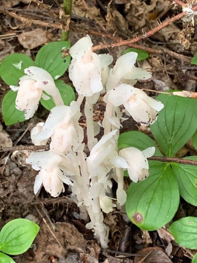 Ipopitide uniflora 24