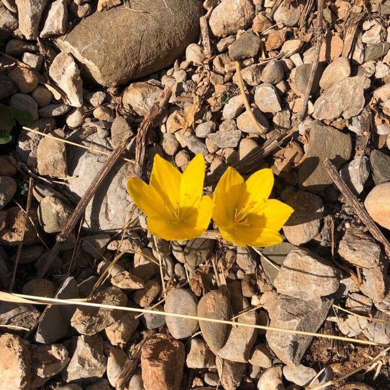 Sternbergia 3