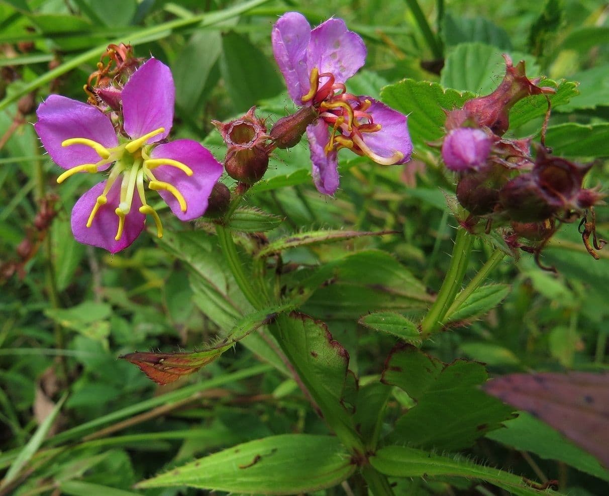 Rhexia virginica 7