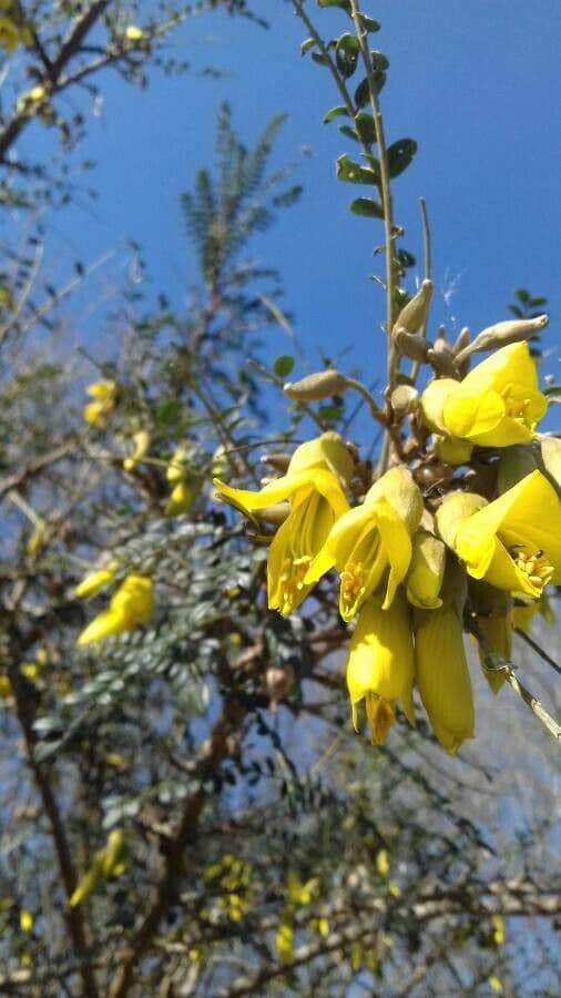 Sophora