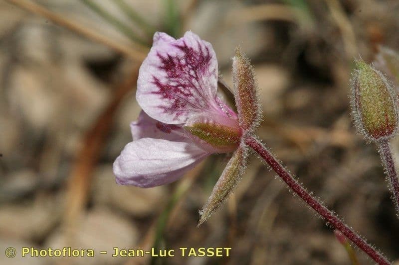 Rozestla 5