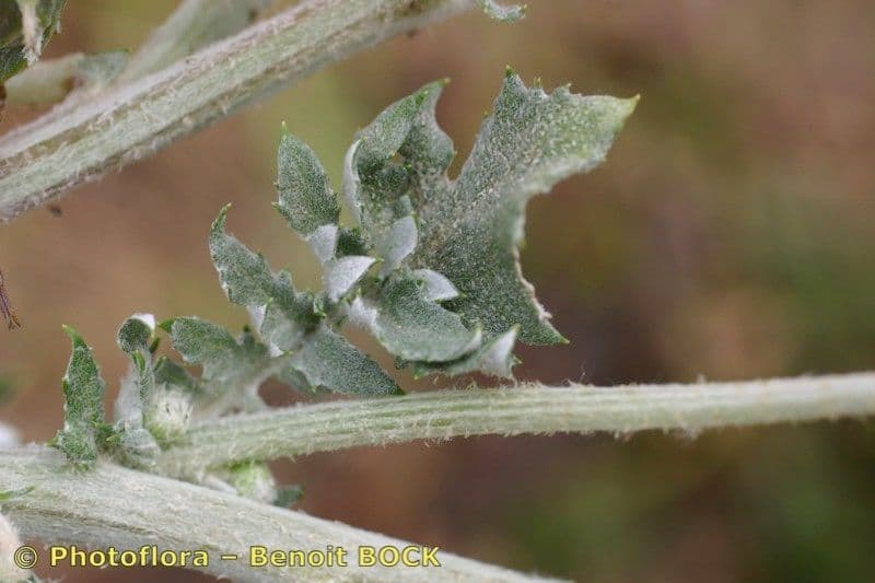 Kapringelblume 23