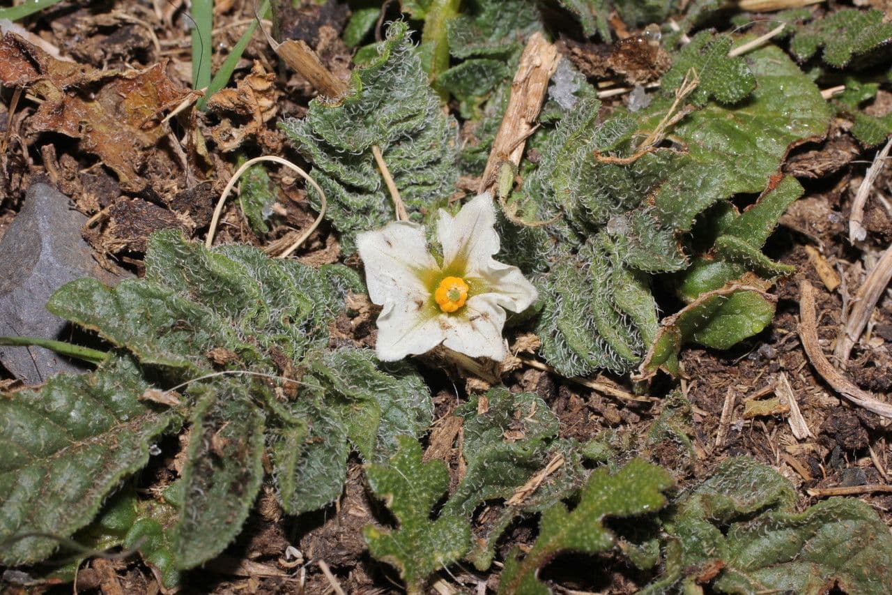 Solano 3