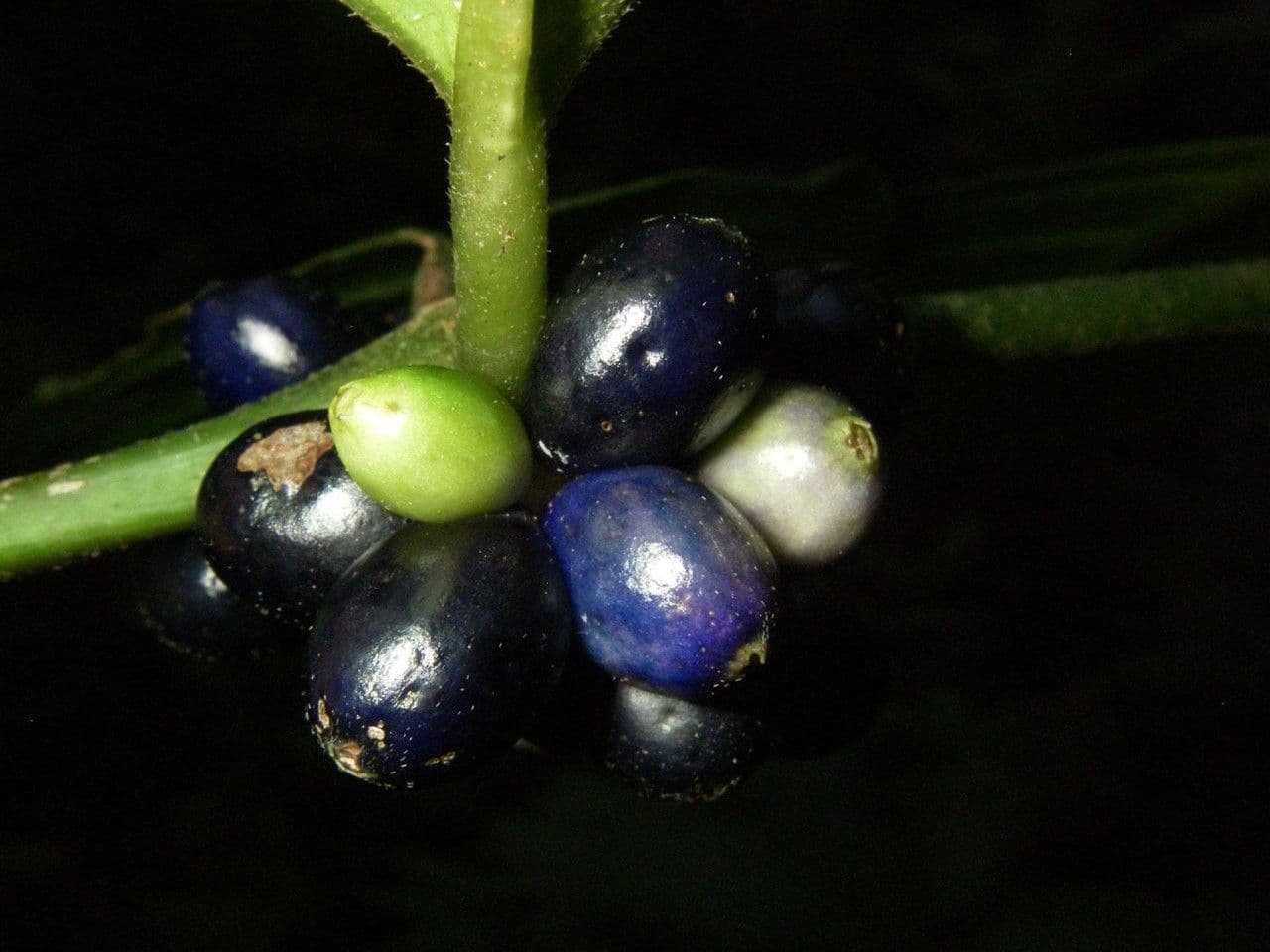 Ronabea latifolia 2