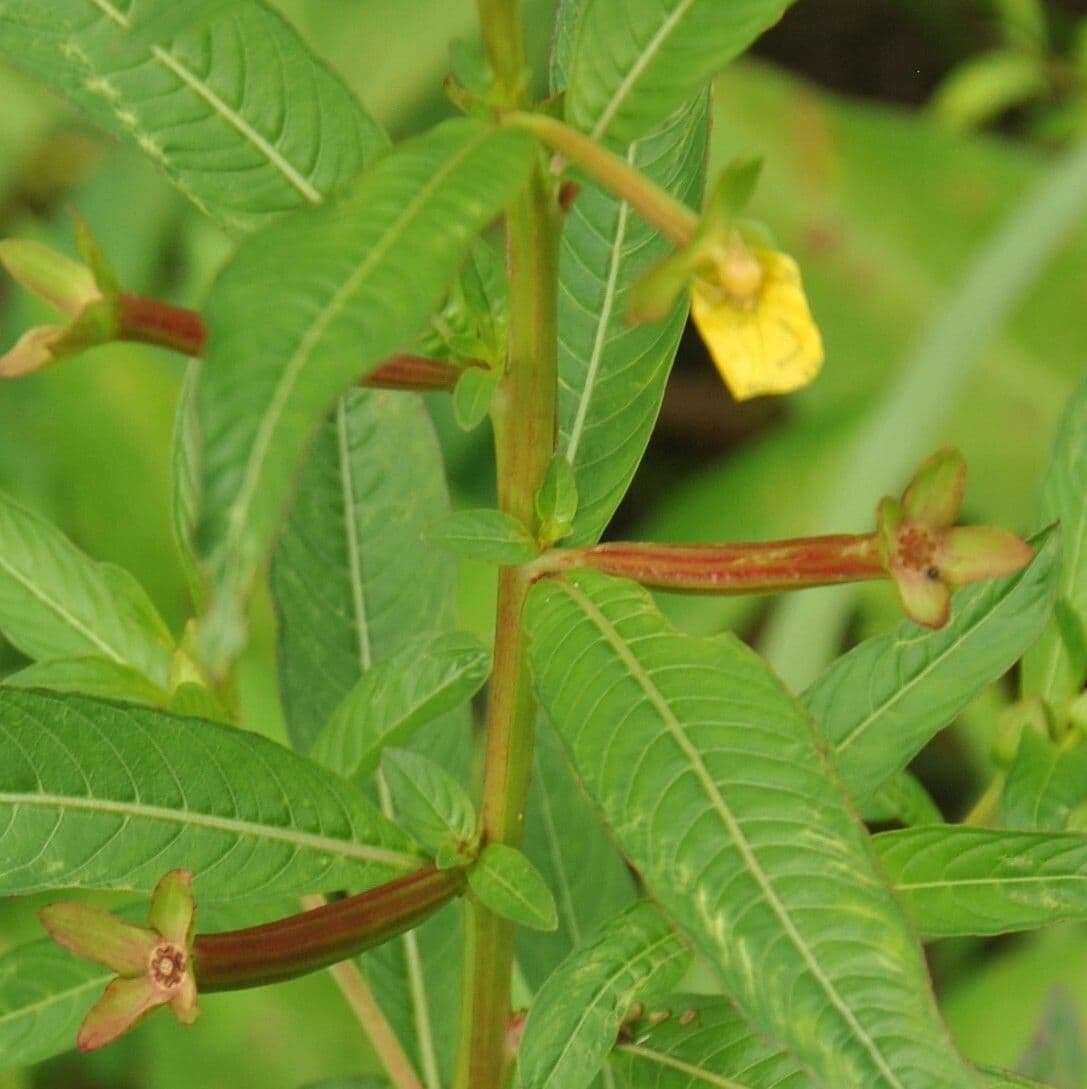 Ludwigia