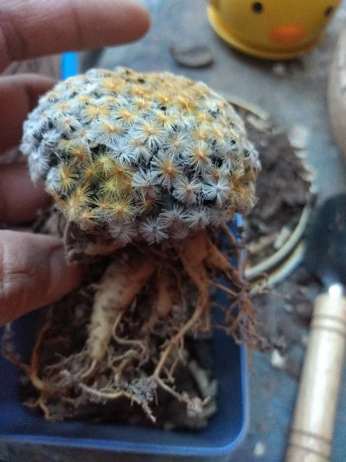 Cactus pluma 15