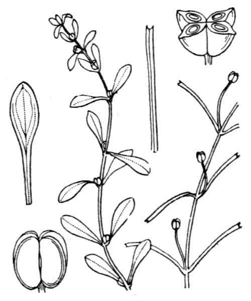 Callitriche brutia 20