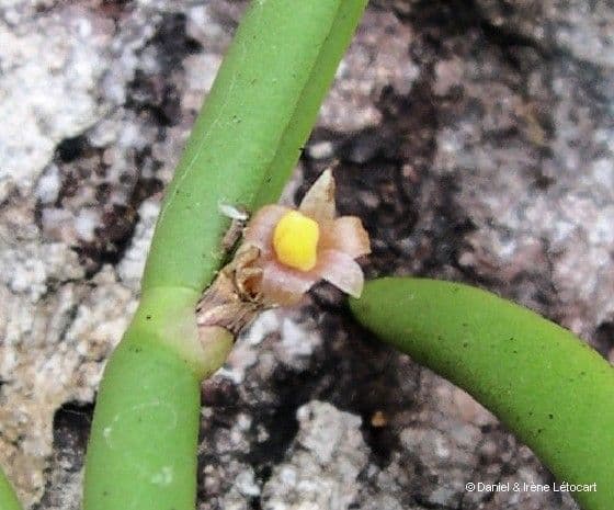 Ceratostylis