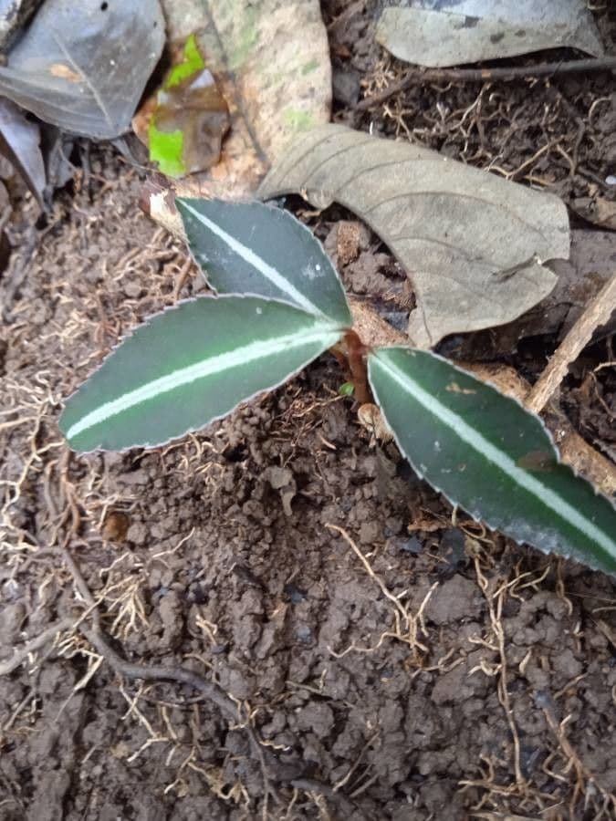 Chimaphila macchiata 24