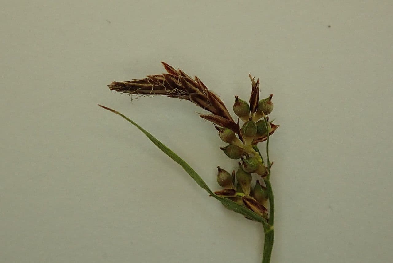 Carice pilulifera 10