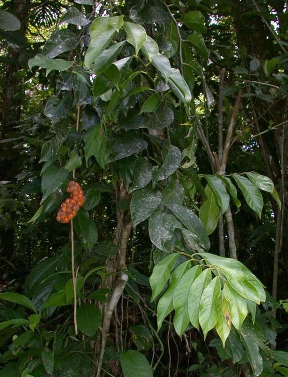 Heteropsis 12