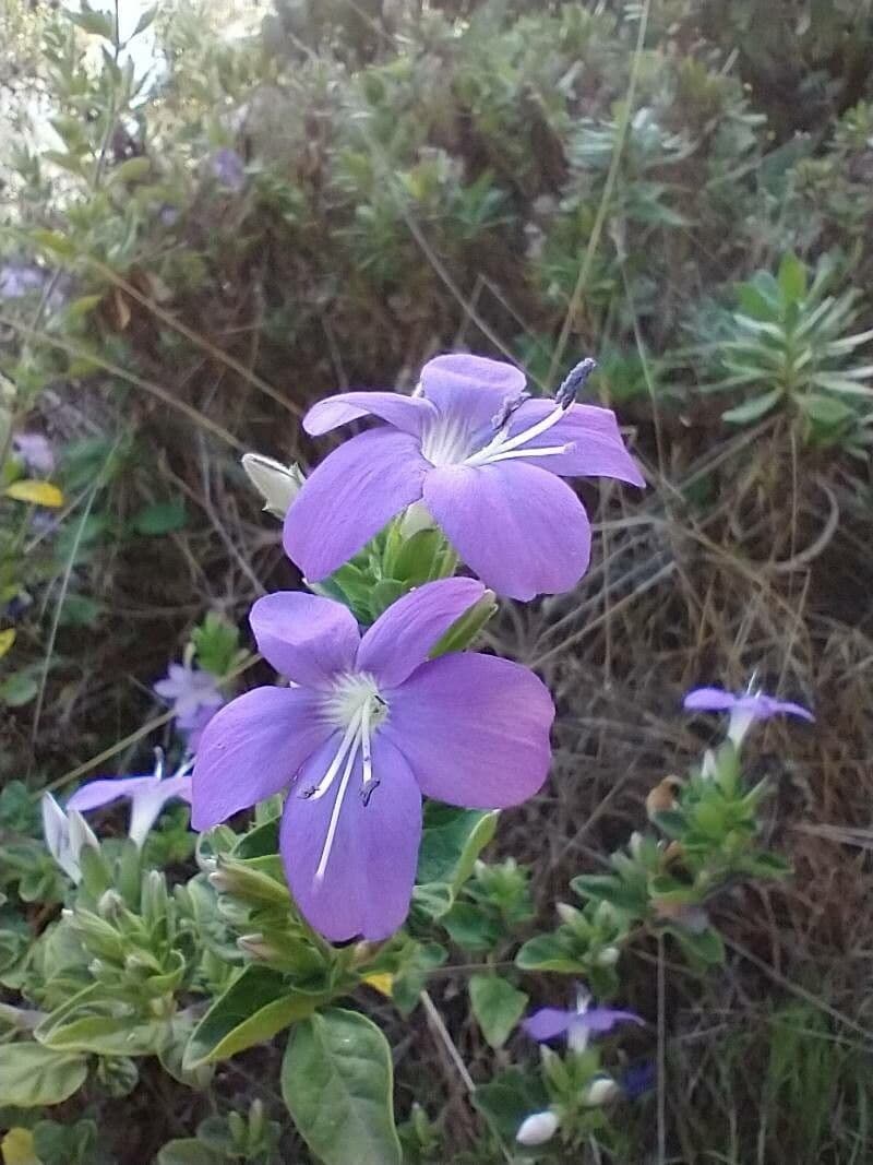 Barleria 3