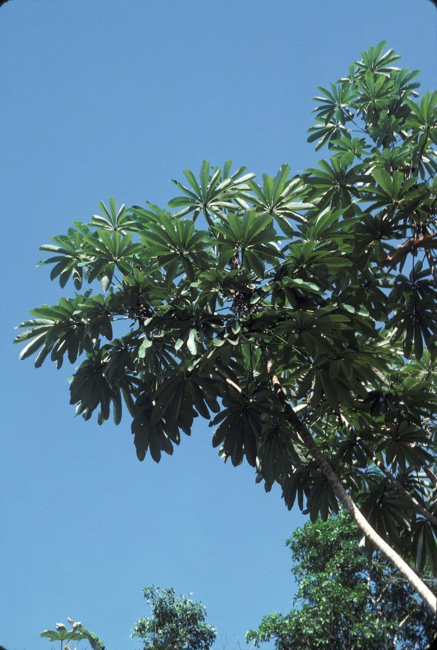 Cecropia