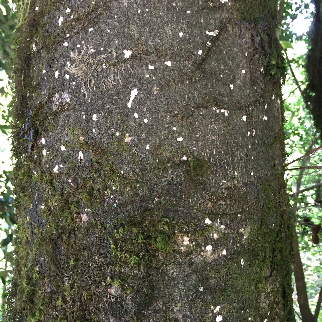 Aextoxicon punctatum 15