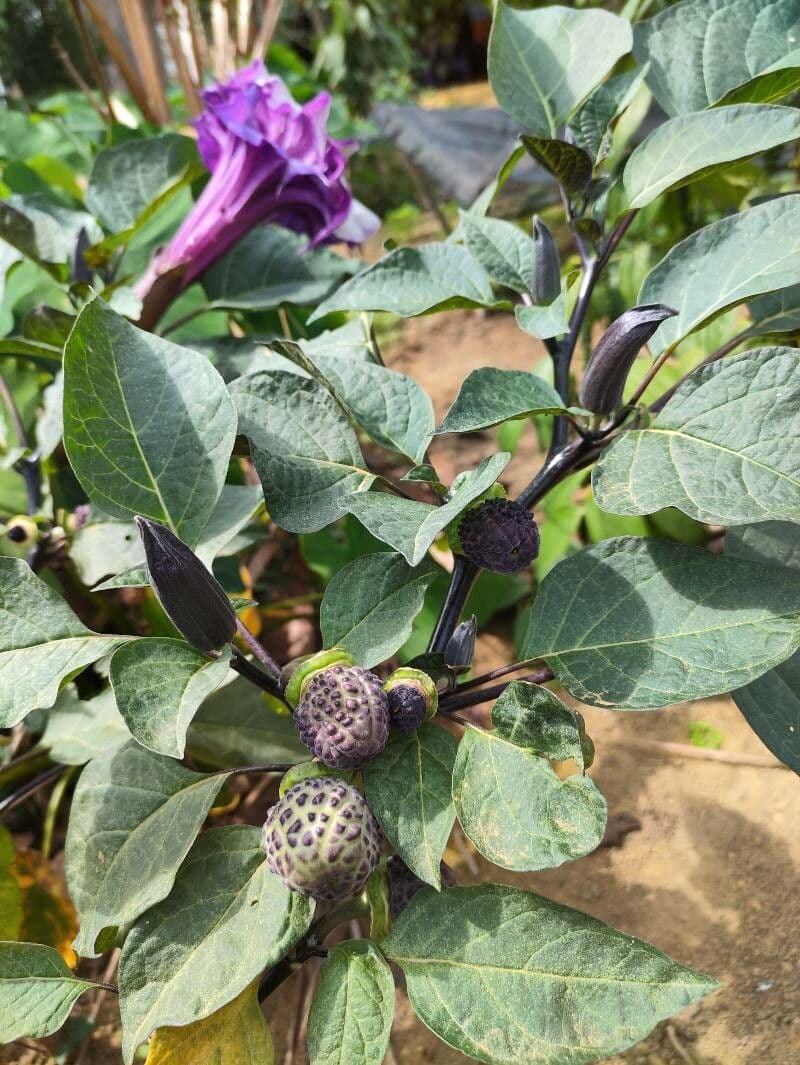 Datura metel