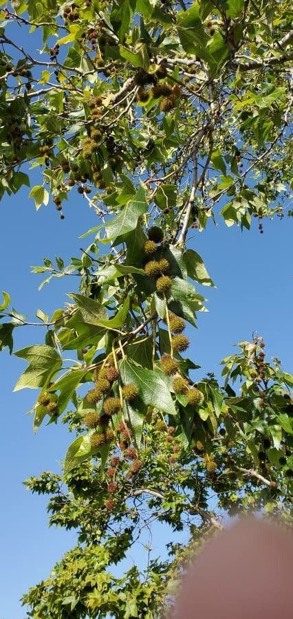 Platano della California 19