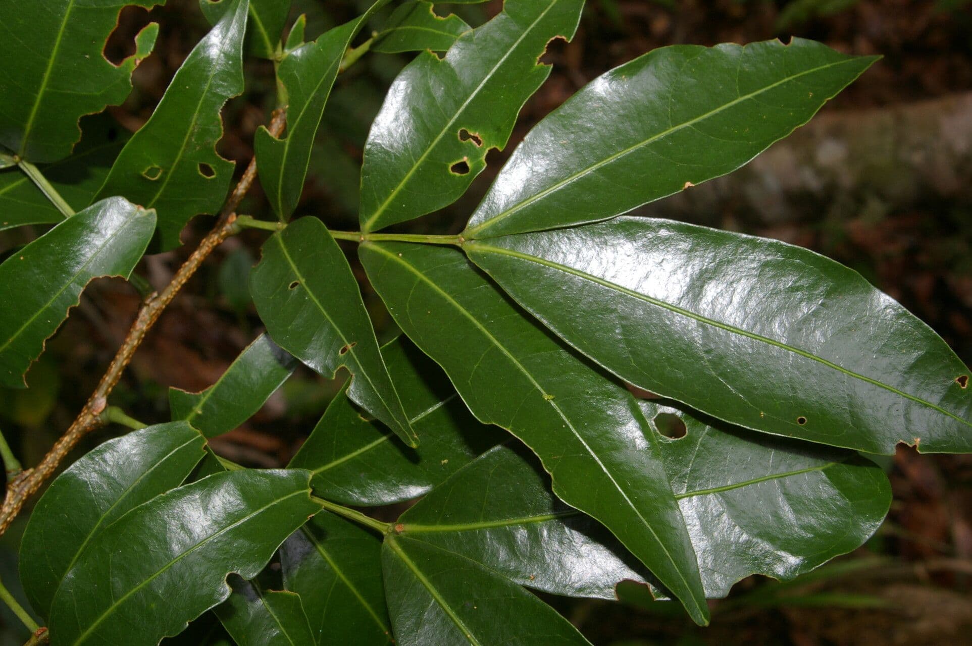 Inga