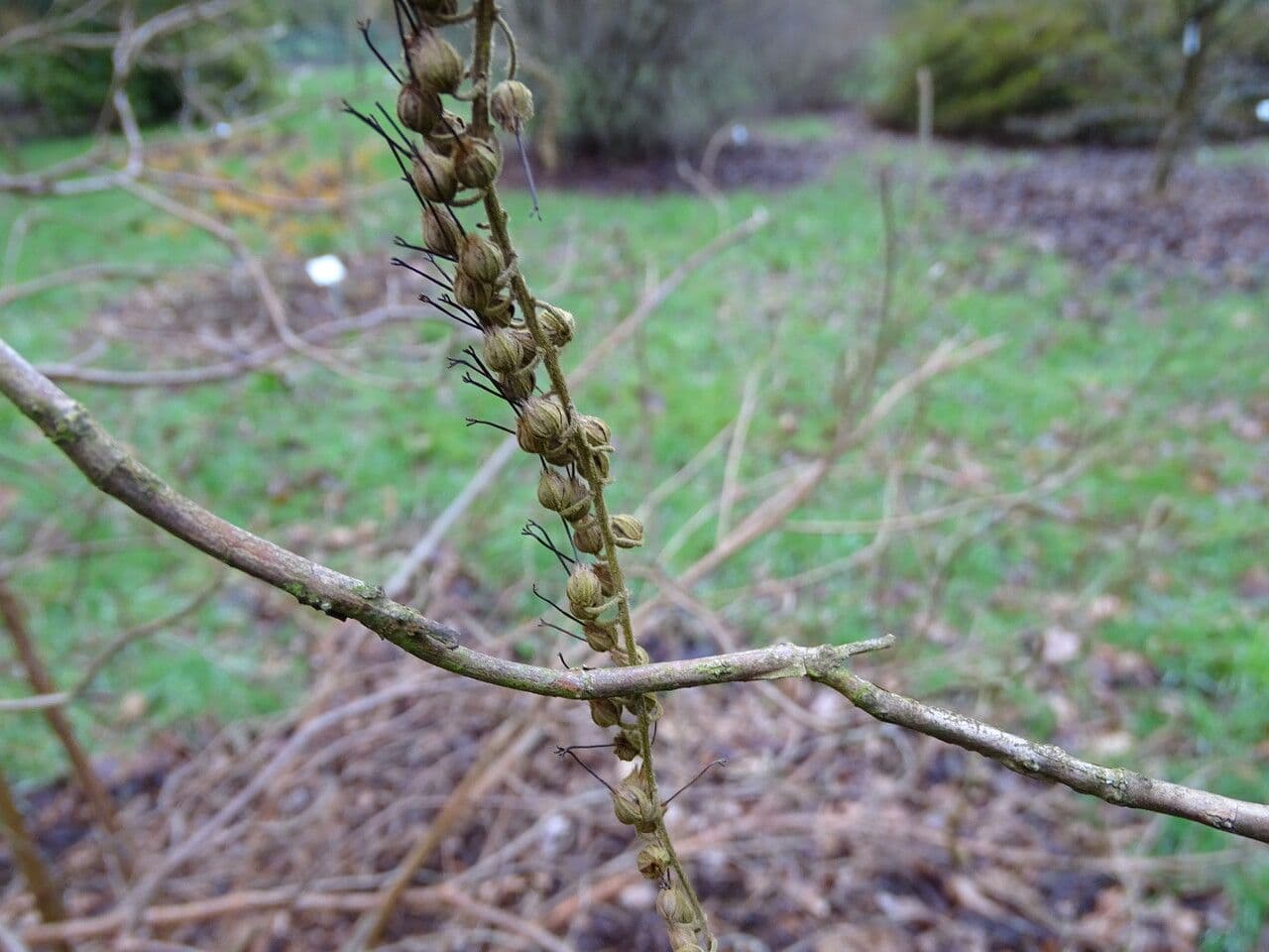 Clethra 18