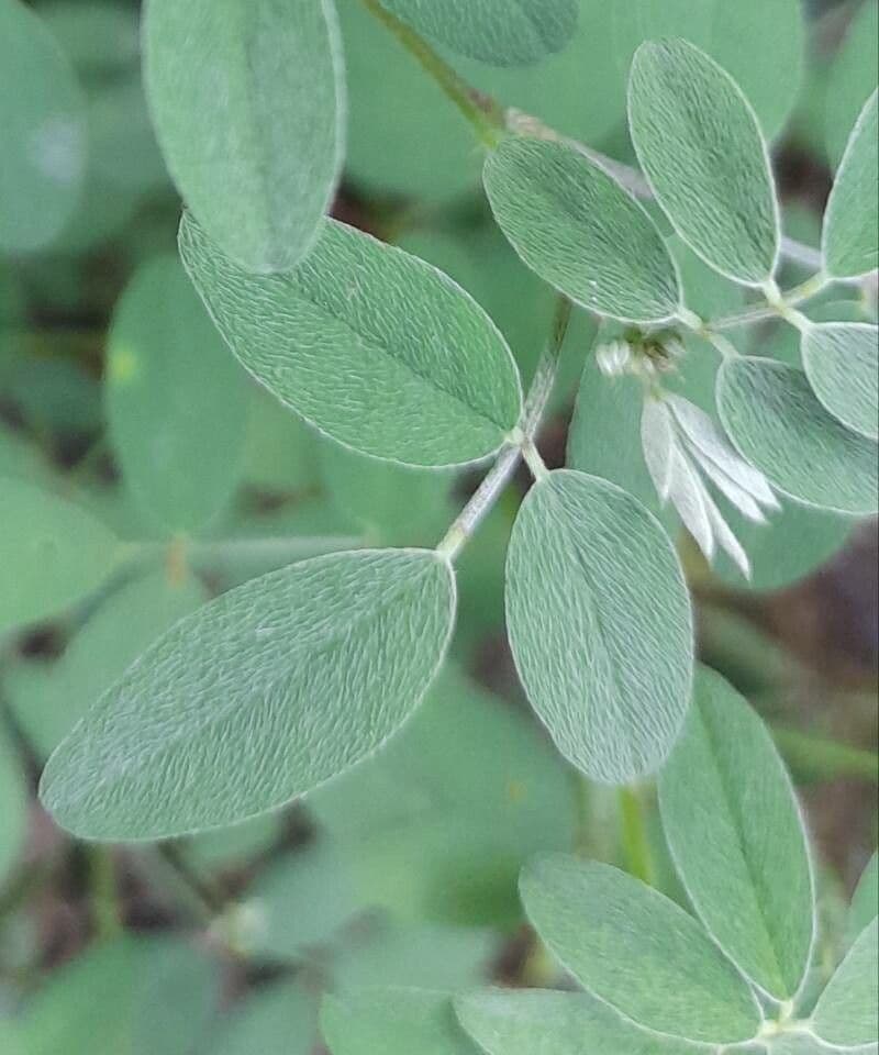 Indaco spicato 16