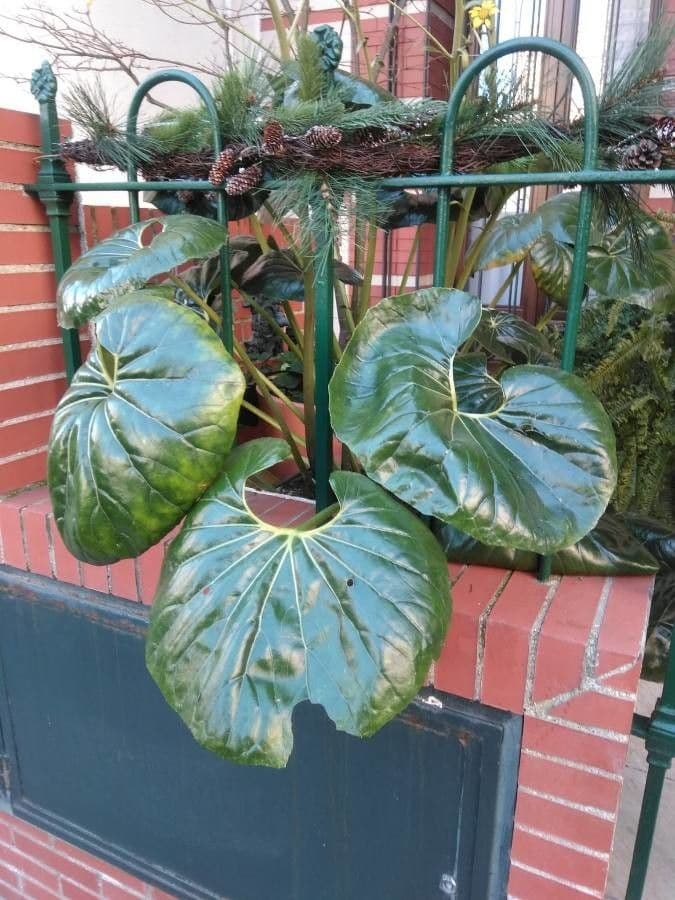 Léopardplant 17