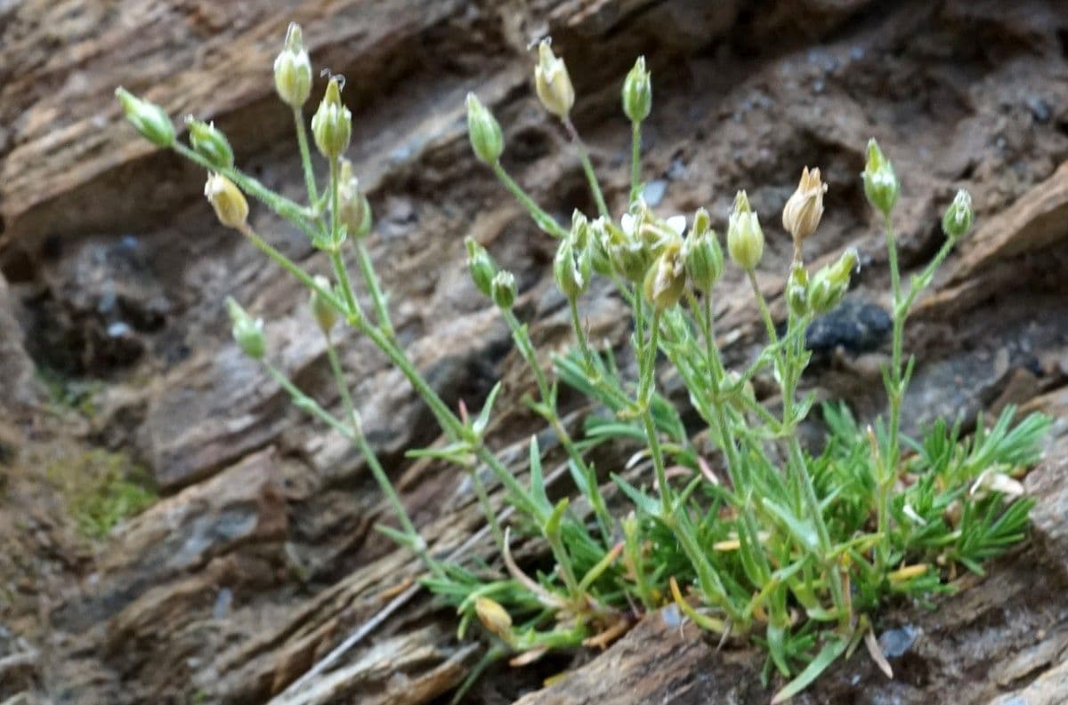 Minuartia mucronata 15