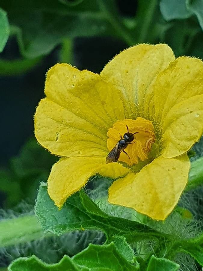 Cetriolo 6