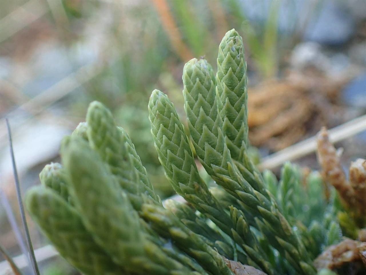 Lycopodium alpinum 17