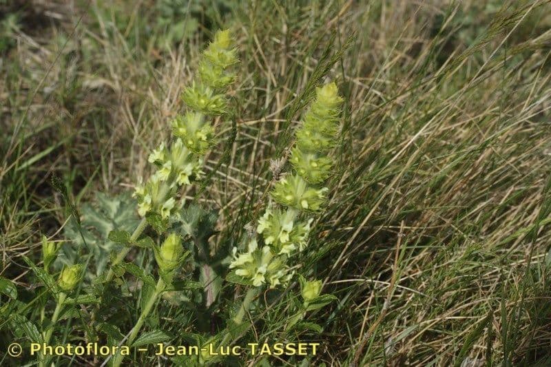 Sideritis 4