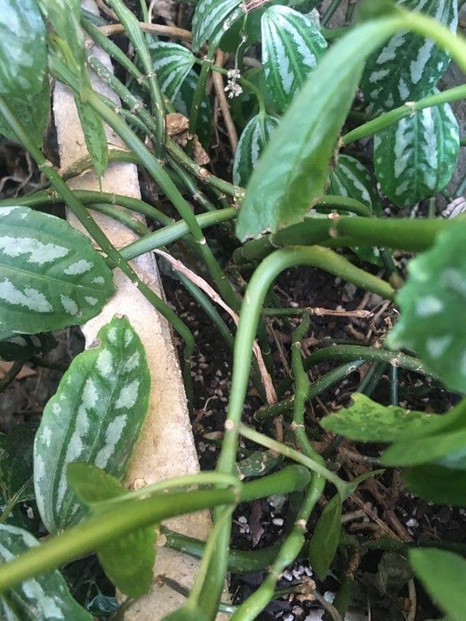 Pilea 20