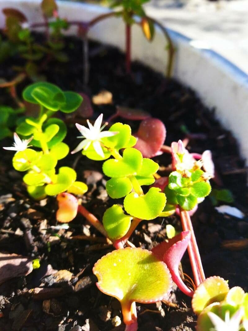 Crassula 2