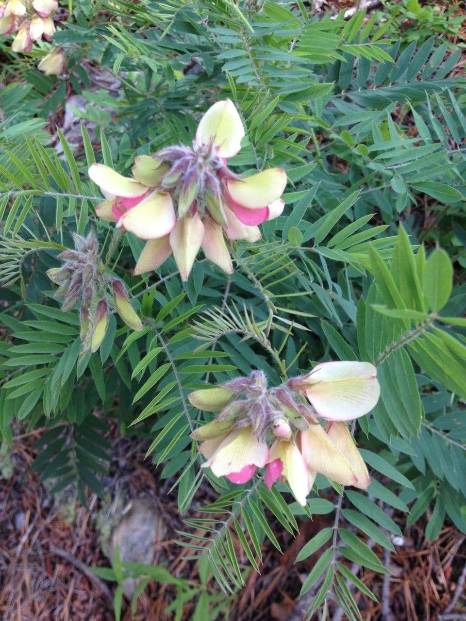 Tephrosia 2
