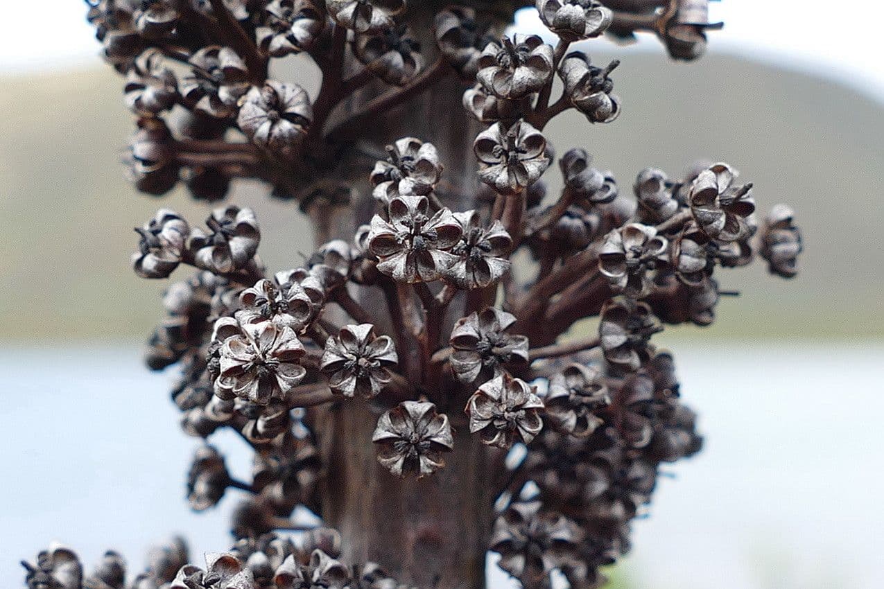 Dracophyllum 2